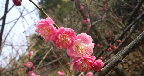 梅花吉祥話|梅花的花语及传说